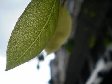 20070619193743-ff.jpg